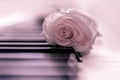 Pink rose and piano, soft pink background Royalty Free Stock Photo