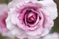 Pink rose