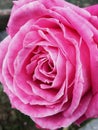 Pink rose Royalty Free Stock Photo