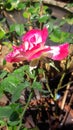 pink rose