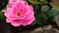 Pink Rose