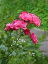 Pink rose plant flowering in flower bed in summertime