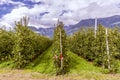 A pink rose plant at the start of a row of an apple farm in Val Venosta, Lasa, South Tyrol, Italy