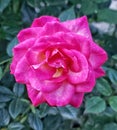 Pink rose in portland