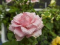 Pink rose with rain droplets