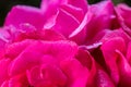 Pink rose with rain drops