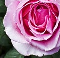 Pink rose with rain drops Royalty Free Stock Photo