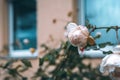 A pink rose in the rain in front of a house