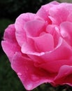 PINK ROSE Royalty Free Stock Photo