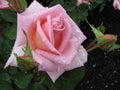 Pink rose with raindrops Royalty Free Stock Photo