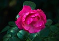 Pink rose with raindrops close-up in the garden. Sunny summer day after rain Royalty Free Stock Photo