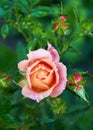 Pink rose with raindrops close-up in the garden. Sunny summer day after rain Royalty Free Stock Photo