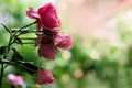 Pink rose with raindrops on the meadow Royalty Free Stock Photo