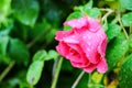 Pink rose with raindrops and vibrant green foliage background Royalty Free Stock Photo