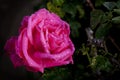 Pink Rose with Raindrops Royalty Free Stock Photo