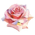 Pink rose realistic. Floral botanical flower. Wild spring leaf wildflower isolated.