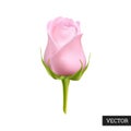 Pink rose realistic isolated on white background. Beautiful vector illustration 3D. Icon blooming flower in natural style. Royalty Free Stock Photo