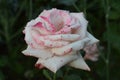 Pink rose red violet and beautiful