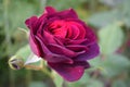 Pink rose red violet and beautiful