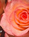 A pink rose retained glittering water droplets on its petals.