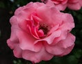 pink rose reveals fragrant petals