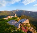 Pink rose rhododendron flowers on morning summer mountain slope Royalty Free Stock Photo