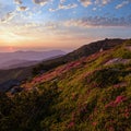 Pink rose rhododendron flowers on morning summer mountain slope Royalty Free Stock Photo