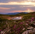 Pink rose rhododendron flowers on summer mountain slope Royalty Free Stock Photo