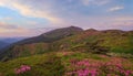 Pink rose rhododendron flowers on summer mountain slope