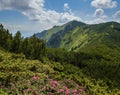 Pink rose rhododendron flowers on summer mountain slope Royalty Free Stock Photo