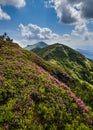 Pink rose rhododendron flowers on summer mountain slope Royalty Free Stock Photo