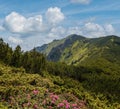 Pink rose rhododendron flowers on summer mountain slope Royalty Free Stock Photo