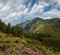 Pink rose rhododendron flowers on summer mountain slope Royalty Free Stock Photo