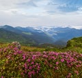 Pink rose rhododendron flowers on summer mountain slope Royalty Free Stock Photo