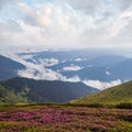 Pink rose rhododendron flowers on summer mountain slope Royalty Free Stock Photo