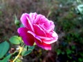 The pink rose.