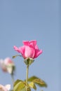 Pink rose, Rosa, blooms in summer Royalty Free Stock Photo