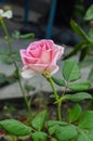 Pink rose Rosa `Madame A. Meilland` on a home flowerbed in the initial stage of withering.