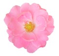 Pink Rose Rosaceae isolated on white background, including clipping path. Royalty Free Stock Photo