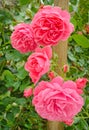 Pink rose Royalty Free Stock Photo