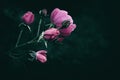 Pink rose and rose buds with rain droplets Royalty Free Stock Photo