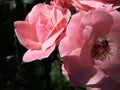 Bee sitting on a beautiful pink rose