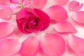 Pink rose on rose petals and bath salt Royalty Free Stock Photo