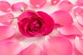 Pink rose on rose petals and bath salt Royalty Free Stock Photo