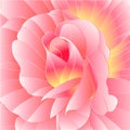Pink rose rosebud with orange center watercolor detail vector illustration editable hand draw