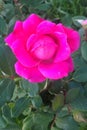 Pink Rose