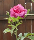 The pink rose