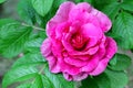 Pink rose rugosa.Blooming Rosa rugosa. Japanese rose. Summer flowers. Green leaves and pink flowers