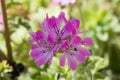 Pink rose scented pelargonium flowers Royalty Free Stock Photo