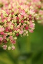 Pink and Rose Sedum Blossom on a green background